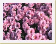 2006-11-02_14-19-23_novembre_112,7mm_1_1000_eme_Canon PowerShot A95 * 2592 x 1944 * (1.6MB)